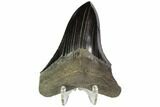 Serrated, Fossil Megalodon Tooth - Georgia #104983-1